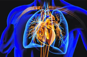 人造心脏研究取得重要进展